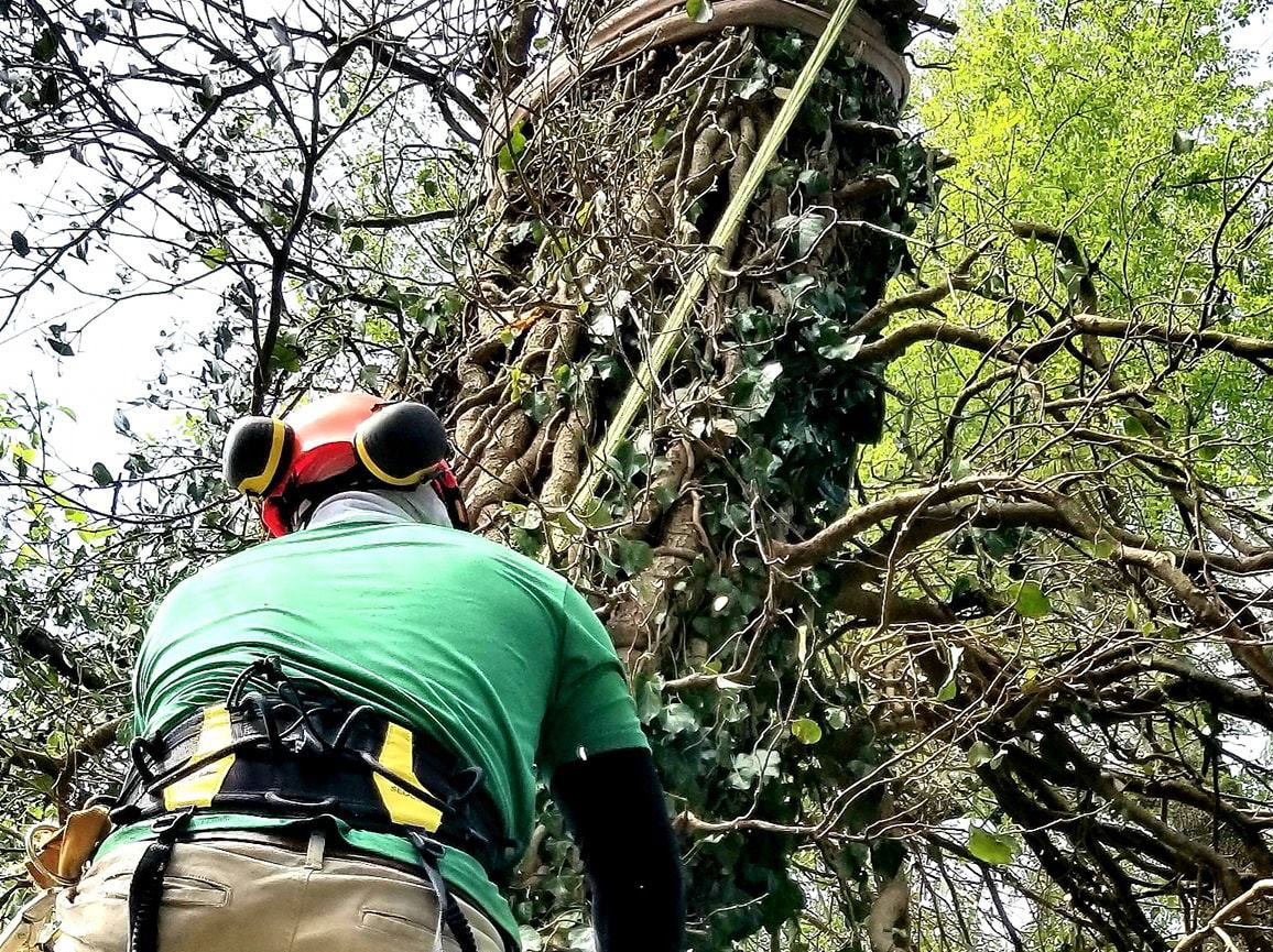 A man performing residential tree trimming in Louisville, KY